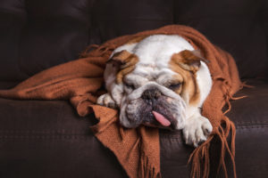 alexander animal hospital determine if your pet has allergies