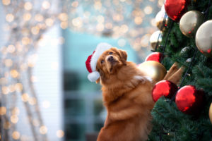 alexander animal hospital Holiday Treats for Dogs