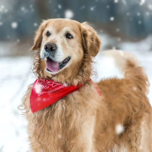 alexander animal hospital Protect Your Pet This Winter 