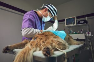 alexander animal hospital common pet surgeries