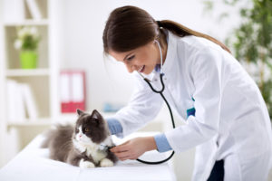alexander animal hospital wellness exam for your pet