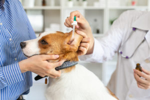 alexander animal hospital dog has an ear infection