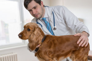 alexander animal hospital giardia dogs