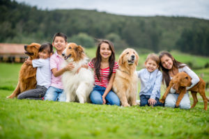 alexander animal hospital pet summer wellness