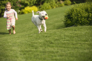 alexander animal hospital heartworm prevention