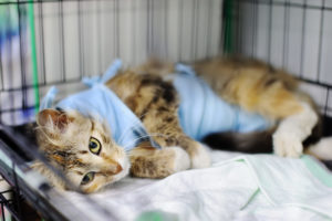 alexander animal hospital post-surgery care for your pet