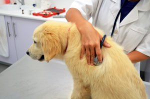 alexander animal hospital dog warts