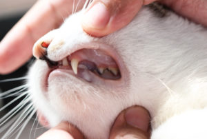 alexander animal hospital cat dentistry