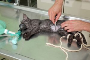 alexander animal hospital spay or neuter surgery