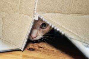 alexander animal hospital pet anxiety alexander animal hospital pet anxiety