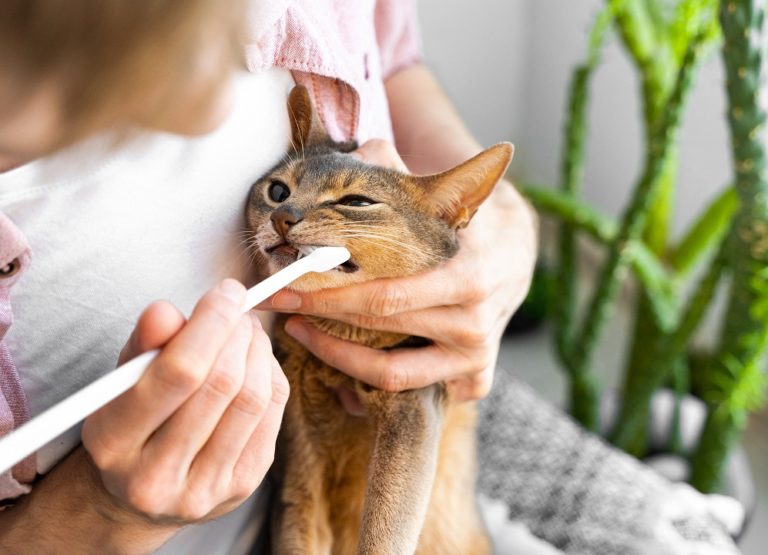 Managing Your Cat’s Dental Health Alexander Animal Hospital