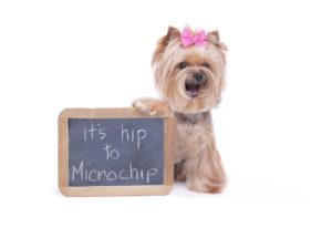alexander animal hospital microchipping your pet