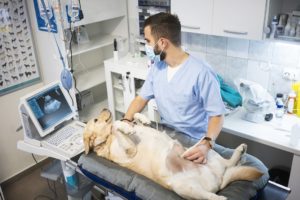 alexander animal hospital pet ultrasound examinations