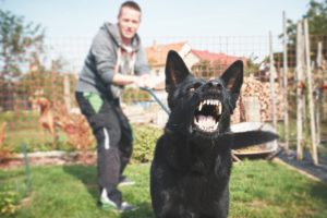 alexander animal hospital dog aggression