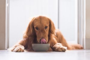 alexander animal hospital dog eats fast