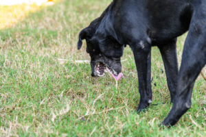 alexander animal hospital dog often vomits