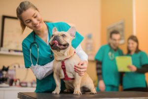alexander animal hospital pet's first vet visit