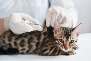 alexander animal hospital pet vaccinations