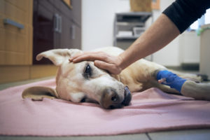 alexander animal hospital pet has a medical emergency