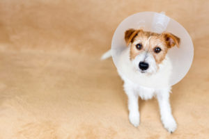 alexander animal hospital spaying or neutering