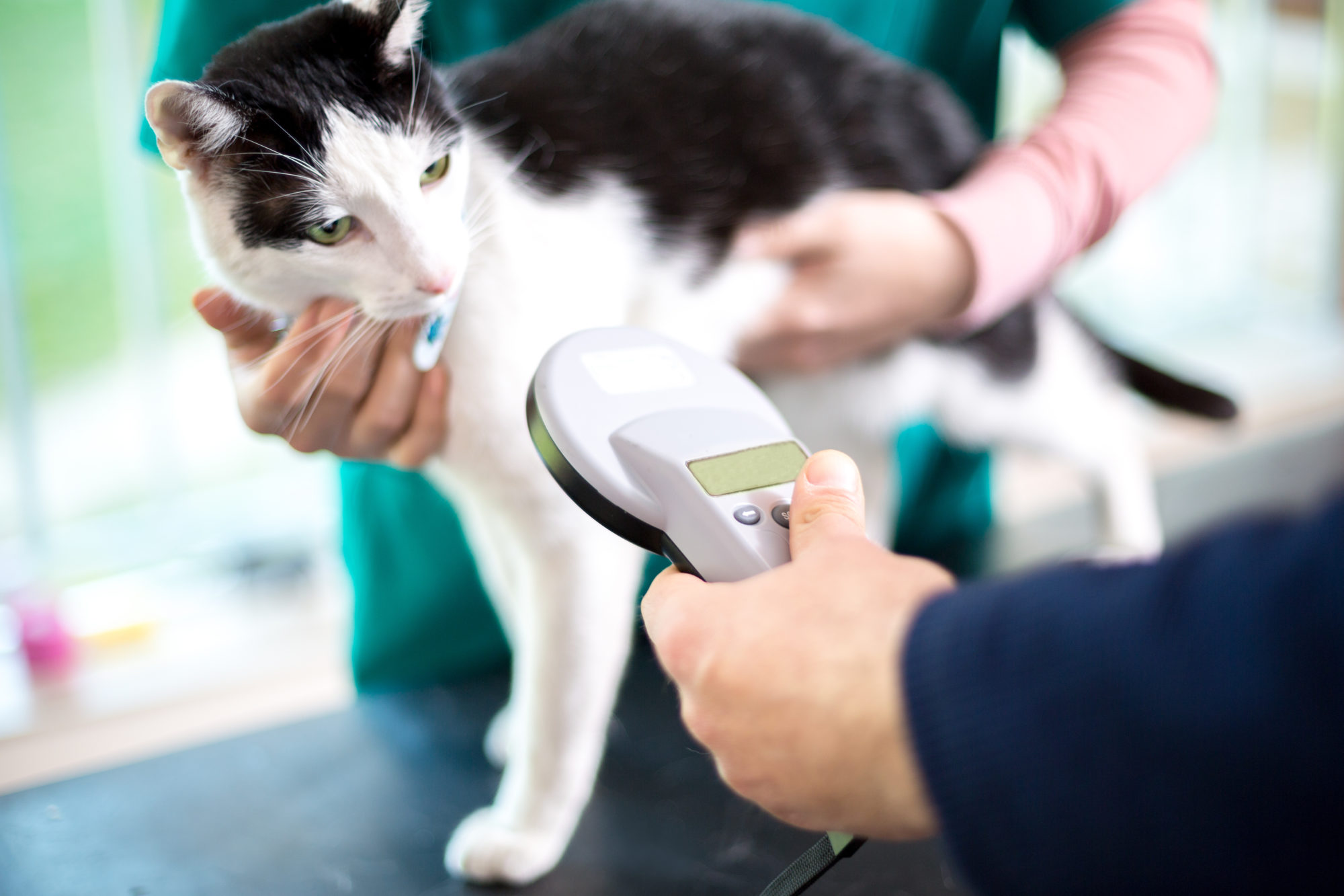 Why Preventative Care for Your Pet Matters Alexander Animal Hospital