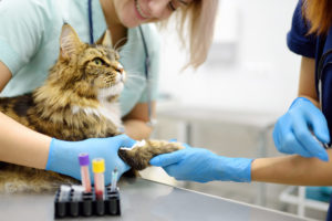 alexander animal hospital chronic kidney disease cats alexander animal hospital chronic kidney disease cats