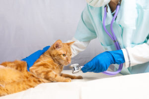 alexander animal hospital pet preventative care alexander animal hospital pet preventative care