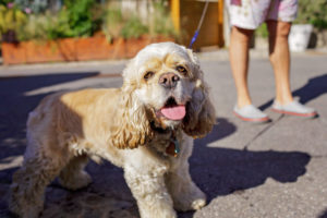 alexander animal hospital heat exhaustion in dogs alexander animal hospital heat exhaustion in dogs