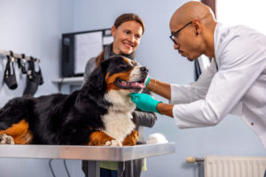 alexander animal hospital dog warts alexander animal hospital dog warts