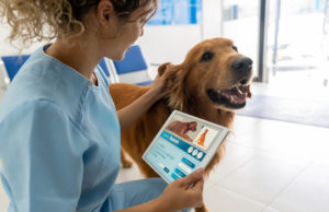 alexander animal hospital dental care