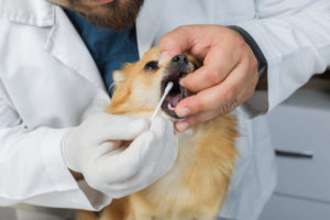 alexander animal hospital Pet Dental Care alexander animal hospital Pet Dental Care