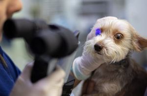 Alexander animal hospital Pet’s Eye Problems