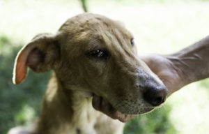 alexander animal hospital veterinarian