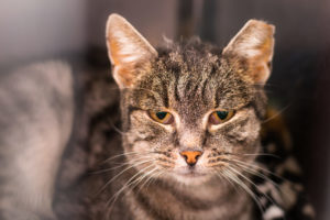 alexander animal hospital pet health