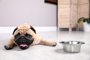 alexander animal hospital pet care alexander animal hospital pet care