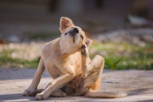 alexander animal hospital fall allergies in your pet alexander animal hospital fall allergies in your pet